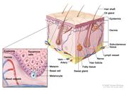 Anatomy of the skin with melanocytes; drawing shows normal skin anatomy, including the epidermis, dermis, hair follicles, sweat glands, hair shafts, veins, arteries, fatty tissue, nerves, lymph vessels, oil glands, and subcutaneous tissue. The pullout shows a close-up of the squamous cell and basal cell layers of the epidermis above the dermis with blood vessels. Melanin is shown in the cells. A melanocyte is shown in the layer of basal cells at the deepest part of the epidermis.