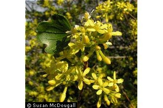 Photo of Ribes aureum Pursh var. aureum