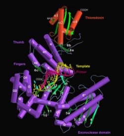 T7 DNA Polymerase Structure