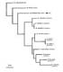 Phylogenetic Tree Diagram