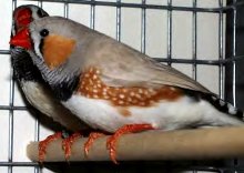 zebra finch