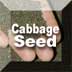 Link to Cabbage Seed Profile