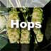 Link to Hops Profile