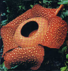 Photograph of Rafflesia arnoldii