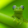 Ghost Glass Frog (Centrolene ilex). Photo by Edwin Giesbers