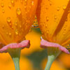 California Poppy (Eschscholzia californica). Photo by Robert Knight