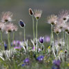 Large Plasque Flower (Pulsatilla grandis). Photo by Zsolt Kudich