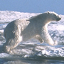 Polar bear on ice