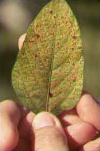 Asian Soybean Rust