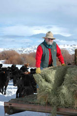 Agee Smith among his livestock