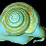 Slitsnail