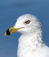 Coastal gull. Photo USFWS