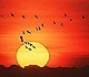 Birds flying past sunset