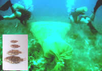 NCCOS divers sampling small fish with a SCUBA net from an algae covered bottom in the Bay of La Parguera. The insert shows young hog fish which live around algae and seagrass but move to reefs when full 