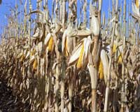 Corn is a common feedstock for ethanol.