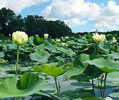 Water Lillies