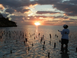 Mangrove restoration project in southwestern PR. Photo USFWS