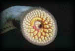 Sea lamprey, Unknown location