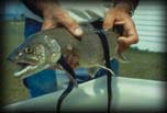 Sea lamprey on lake trout, Unknown location