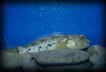 Round goby, Unknown location