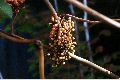View a larger version of this image and Profile page for Arbutus menziesii Pursh