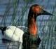 Canvasback duck