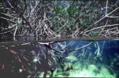 The Florida Everglades system includes many habitats such as estuaries, fringing mangrove forests, coastal prairies, sloughs, cypress swamps, tree hammocks, and pinelands. Here, a gray snapper swims through a fringing mangrove