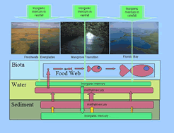 Inorganic mercury from rainfall settles in sediment and is converted to methylmercury, which accumulates in fish and shellfish, leading to potential increased human exposures