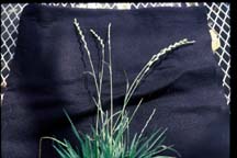 PERENNIAL RYEGRASS (Lolium 