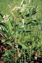 HEMP DOGBANE (Apocynum cannabinum)