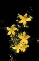 COMMON ST. JOHNSWORT (Hypericum perforatum)