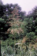 JOHNSONGRASS (Sorghum halepense)