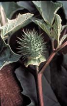 JIMSONWEED (Datura stramonium)