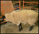 Sheep Image