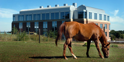 The new Centennial Biomedical Campus, part of the College of Veterinary Medicine.