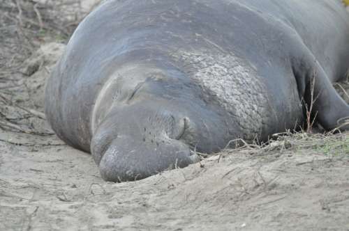 Adult Male Elephant Seal: An adult male elephant seal at Año Nuevo State Natural Reserve in California. This 