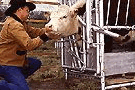 Image of a cow in a chute