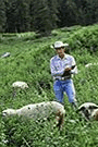 Image of a man checking grazing sheep
