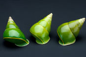 three green snail shells