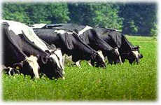 Cows grazing