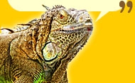 Lizard Image