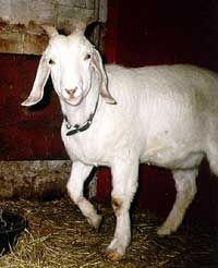 nubian goat