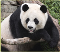 Mei Xiang