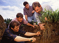 At the USDA Natural Resources Conservation Service's Big Flats (New York) Plant Materials Center, scientists are excavating eastern gamagrass roots for study.