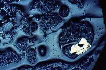 Photomicrograph of a coal sample