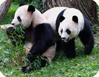 Tian Tian and Mei Xiang