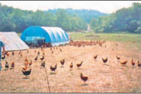 Salatin's feathernet.