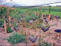 Poultry foraging in a vineyard.