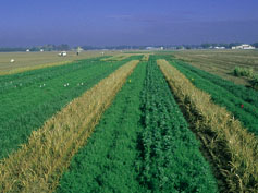 strips of interplanted row crops