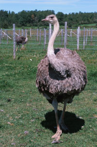 Ostrich